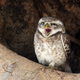 Illustration for article titled Are You a Sleepy Lark or a Sleepy Owl?